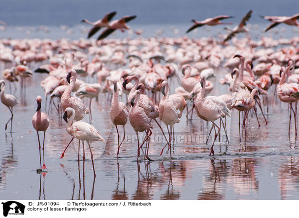 Kolonie Zwergflamingos / colonyof lesser flamingos / JR-01094